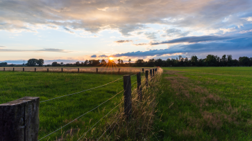 Die Sonne geht im Hintergrund über einem Feld unter.